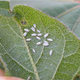 Image for article titled 10 of the World's Worst Invasive Species